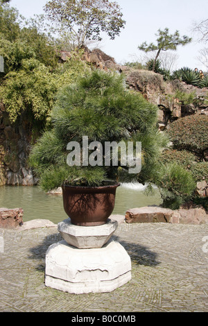 Bonsai tree in the grounds of the TIger Hill Temple,Suzhou,China, Stock Photo