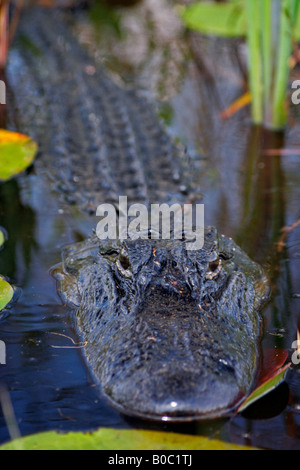 Alligator in the Okefenokee National Wildlife Refuge swamp Stock Photo