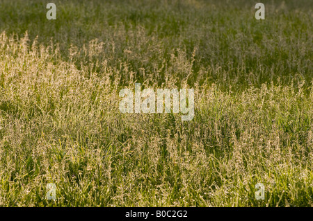 Unmown garden lawn - early morning dew, France. Stock Photo