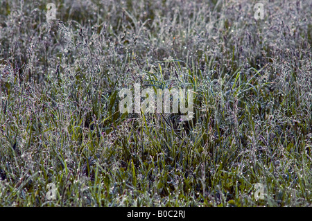 Unmown garden lawn - early morning dew, France. Stock Photo