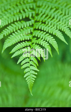 Wood fern leaves Dryopteris expansa Stock Photo