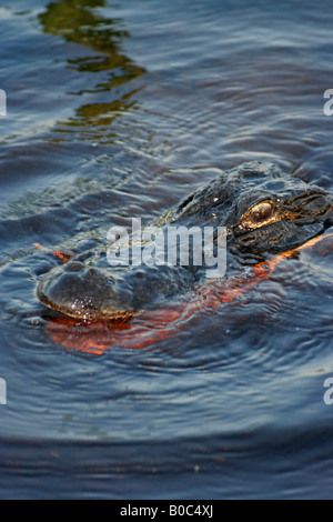 Alligator in the Okefenokee National Wildlife Refuge swamp Stock Photo