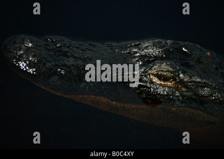 Alligator in the Okefenokee National Wildlife Refuge swamp Stock Photo