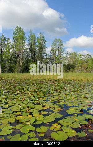 Okefenokee National Wildlife Refuge swamp Stock Photo