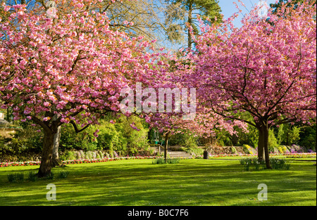 Spring flower beds and flowering cherry trees in the Town Gardens, Swindon, Wiltshire, England, UK Stock Photo