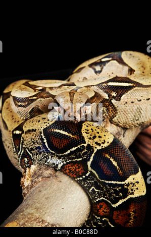 Ball python snake, side view Stock Photo - Alamy