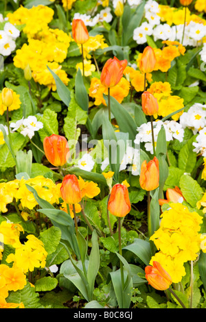 Orange tulips and yellow, white and orange primulas or primroses in a mixed spring border. Stock Photo