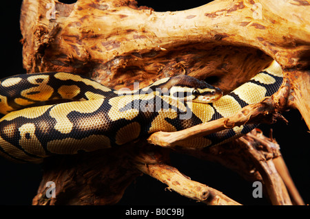 Royal Python lying on the tree Stock Photo