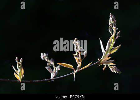 'SNOWY MESPILUS BUDS (Amelanchier ovalis)' Stock Photo