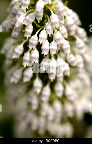 TREE HEATHER (Erica arborea) Stock Photo