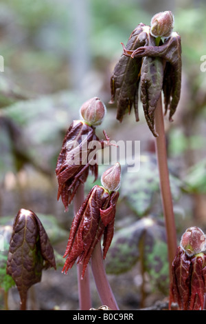 Himalayan May apple (Podophyllum hexandrum) Stock Photo