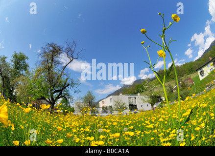 Ranunculus (Hahnenfuss) flowers, Triesen LI Stock Photo