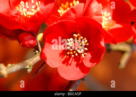 Japanese Quince (Chaenomeles x superba) 'Nicoline' in flower, England, UK Stock Photo