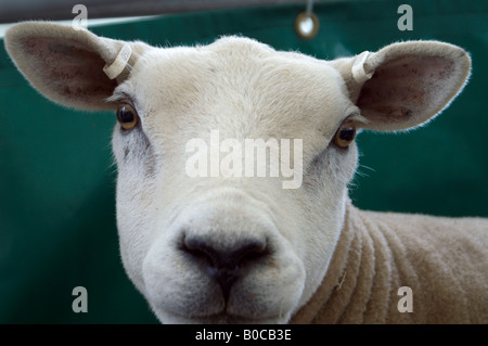 Close-up of Border Leicester Sheep at Royal Highland Show. Stock Photo