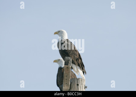Two Bald Eagles Haliaeetus leucocephalus perched Stock Photo