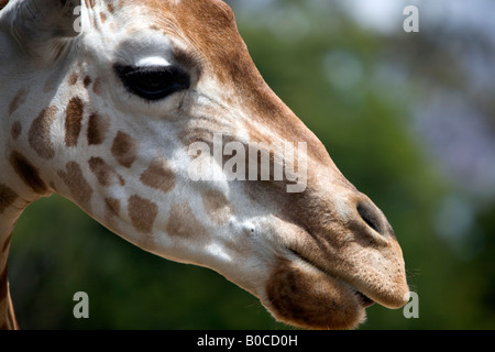 portrait of a giraffe Stock Photo