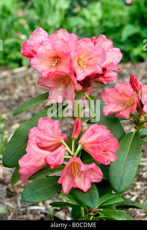 RHODODENDRON SEPTEMBER SONG Stock Photo