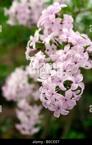 SYRINGA X PERSICA AGM Stock Photo