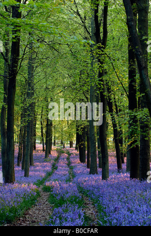 Bluebells and beech wood, woodland path in evening sunlight, [Dockey Wood], [Ashridge Estate], England, UK Stock Photo