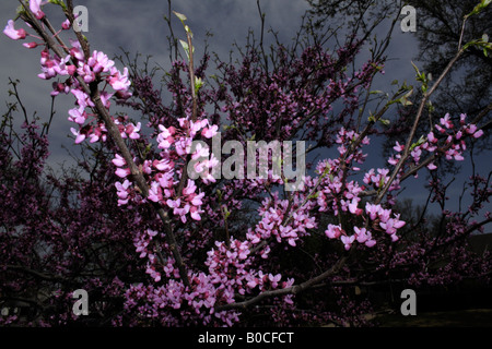 Redbud blossoms on the branch. Stock Photo