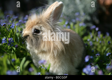 French Lop eared cross lion haired Rabbit Single Adult Female Sitting In a Garden Stock Photo