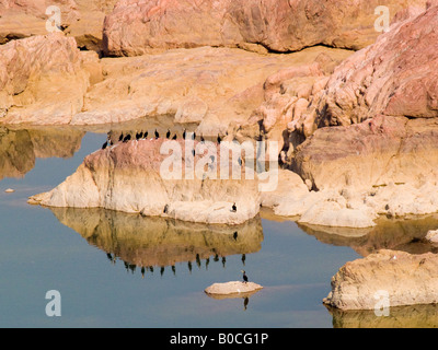 Cormorants on rocky shore reflected in water in Ken River in Ken Gharial sanctuary nature reserve Khajuraho Madhya Pradesh India Stock Photo