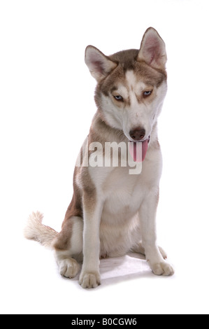 Siberian Husky Dog Single Adult Female Sitting in a Studio Stock Photo