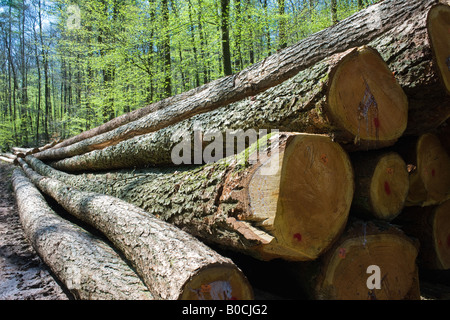 STACKED SAWN TIMBER LOGS IN A BEECH GROVE VOSGES MOUNTAINS FOREST ALSACE FRANCE Stock Photo