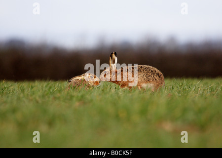 Two hares appearing to kiss Stock Photo