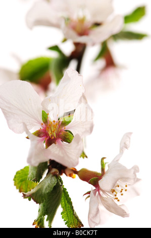 Macro of pink cherry blossoms isolated on white background Stock Photo