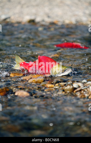 Sockeye salmon stuggles through shallow water in a branch of the Adams River British Columbia Canada Stock Photo