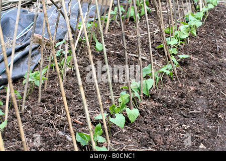 RUNNER BEANS PLANTED OUT EARLY MAY FROM PLANTS GROWN IN INDIVIDUAL 7CM POTS Stock Photo