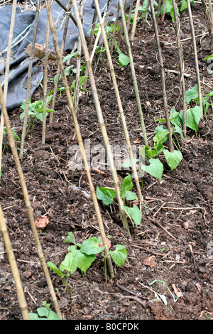 RUNNER BEANS PLANTED OUT EARLY MAY FROM PLANTS GROWN IN INDIVIDUAL 7CM POTS Stock Photo