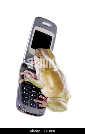 Dumpy Tree frog making a call on cell phone isolated on white background Stock Photo