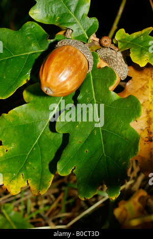 Oak Leaves and Acorns. Stock Photo