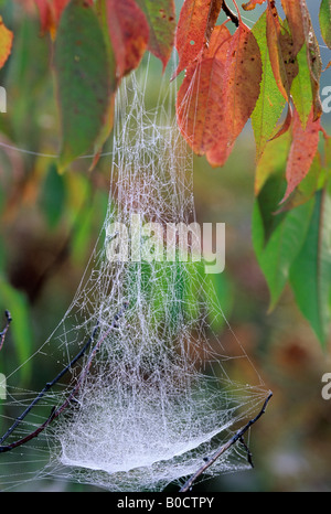 A bowl-and-doily web hangs from autumn leaves in a tree. Stock Photo