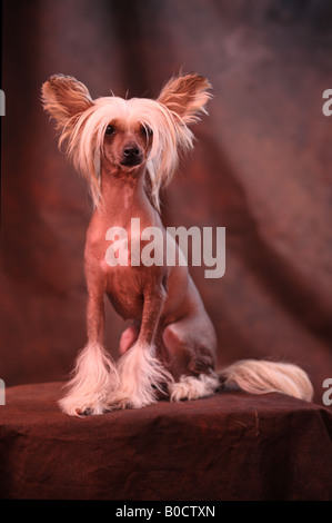 Chinese crested dog Stock Photo