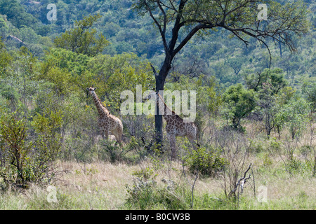 Giraffes in Mopane Bushveld, Kruger NP Stock Photo