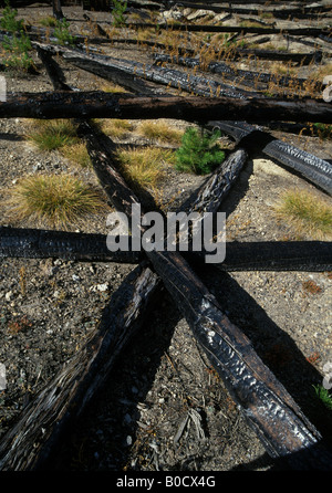 Lodgepole Pine Pinus contorta saplings and seedlings after forest fire Yellowstone NP Wyoming USA 1989 Stock Photo