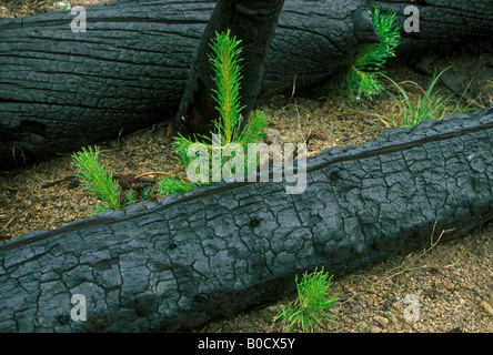 Lodgepole Pine Pinus contorta saplings and seedlings after forest fire Yellowstone NP Wyoming USA 1989 by Dembinsky Photo Assoc Stock Photo