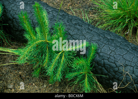 Lodgepole Pine Pinus contorta saplings and seedlings after forest fire Yellowstone NP Wyoming USA 1989 by Dembinsky Photo Assoc Stock Photo