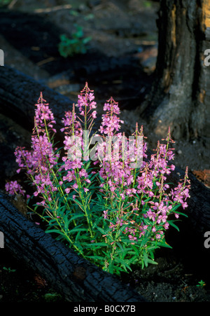 Fireweed Epilobium angustifolium flowering in charred Lodgepole Pine forest 1988 forest fires Yellowstone NP WY USA , by Stan Osolinski/DPA Stock Photo