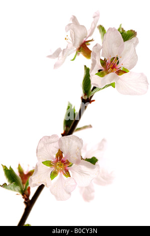 Branch with pink cherry blossoms isolated on white background Stock Photo