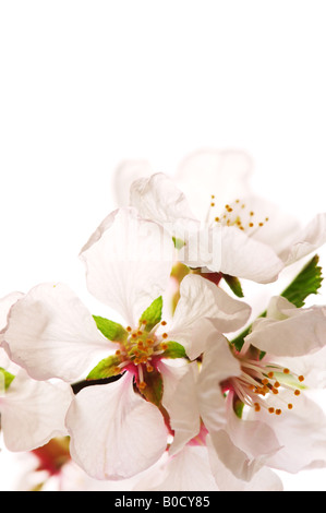 Macro of pink cherry blossoms isolated on white background Stock Photo