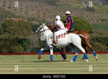 Two polo players on horseback Stock Photo