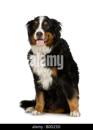 Bernese Mountain Dog on white background Stock Photo - Alamy
