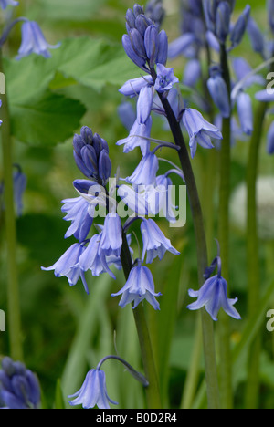 Naturalised Spanish bluebells Hyacinthoides hispanica flower in a Devon wood Stock Photo