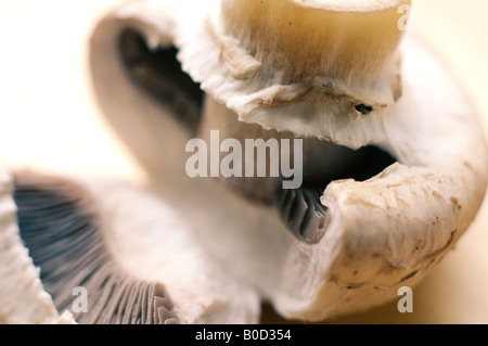 Fresh mushroom opened revealing gills Stock Photo