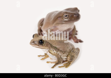 Two tree frogs together isolated on white Stock Photo