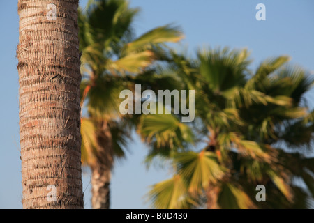 Palm Tree Trunk Stock Photo